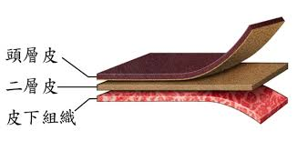 【皮革科普终极指南】一篇讲透：什么是真牛皮？如何分辨真假？头层皮 vs 二层皮？部位差异全解析