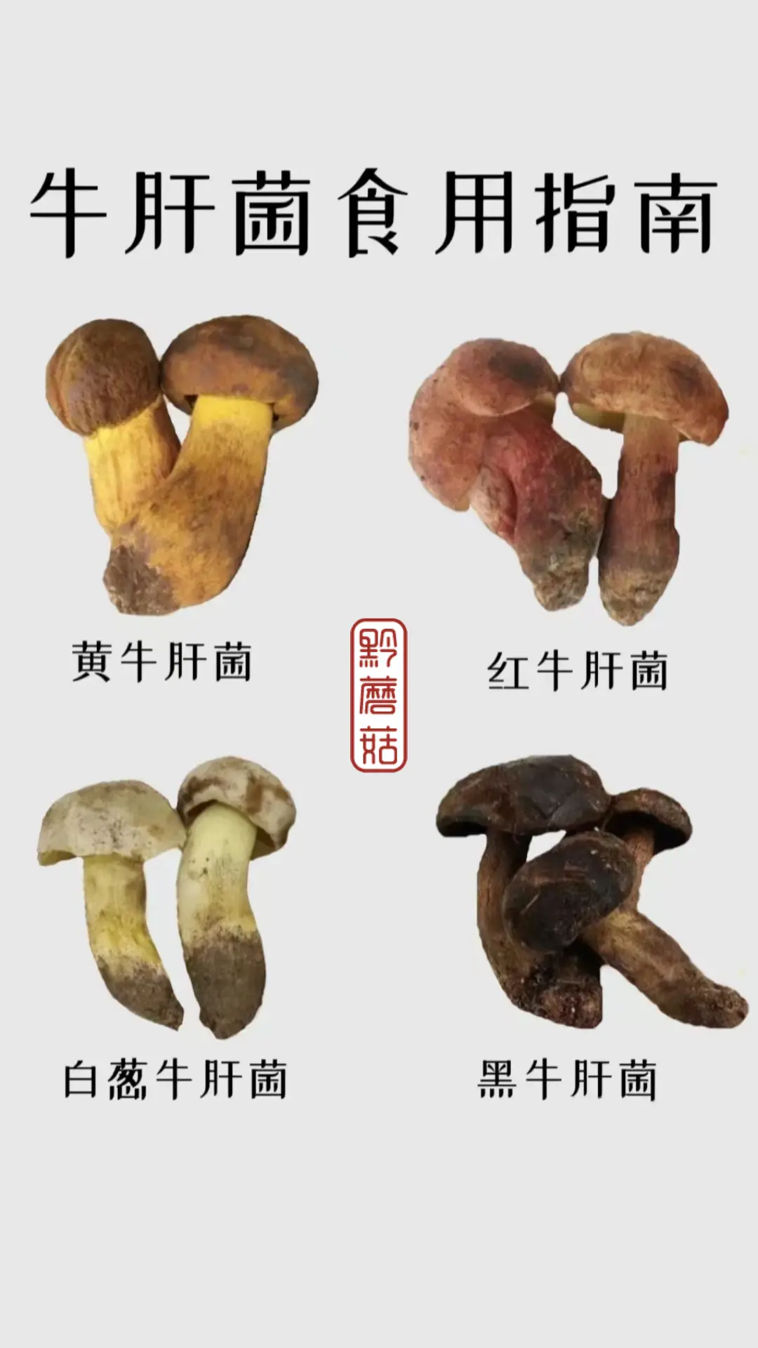 黑牛肝菌：深山里的“菌中王”，一口是泥土与雨后的香气