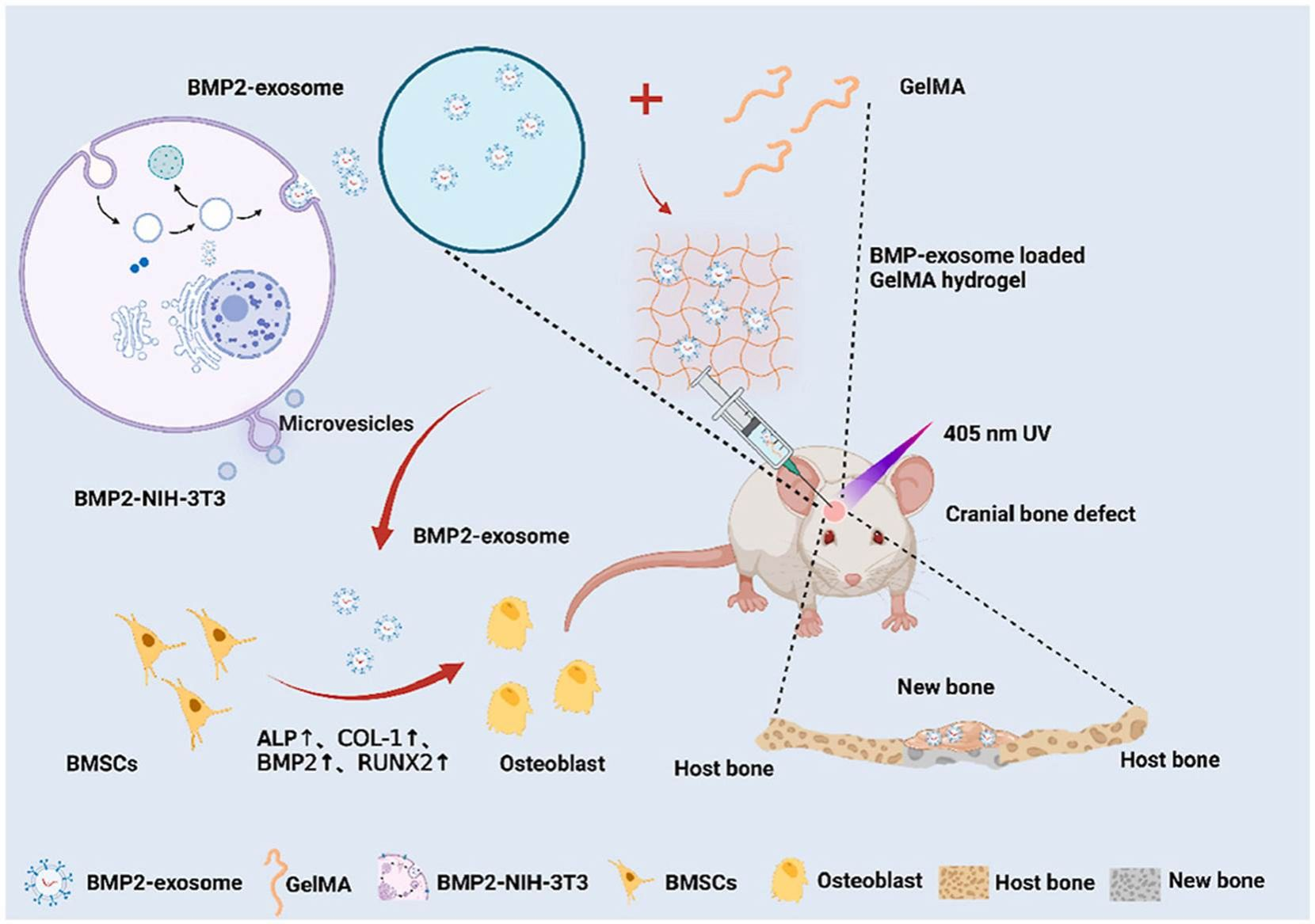 生化全项检查科普：什么是生化全项？为什么要空腹抽血？都检查哪些项目？