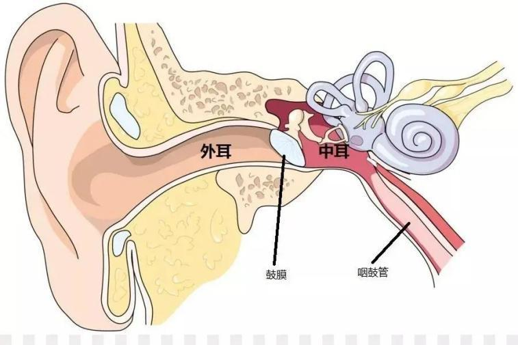 坐飞机坐到一半，耳朵突然疼到脑袋：你的耳膜到底经历了什么？